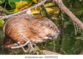 Attēlu rezultāti vaicājumam “Ondatra zibethicus”