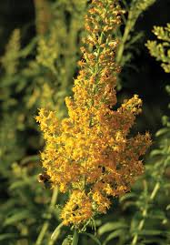 Attēlu rezultāti vaicājumam “Solidago virgaurea flower”