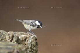 Attēlu rezultāti vaicājumam “Periparus ater adult”