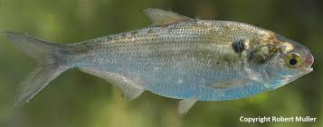 Image result for Dorosoma cepedianum