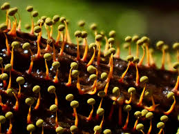 Attēlu rezultāti vaicājumam “Physarum alexandrowiczii sessile”