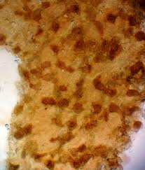 Attēlu rezultāti vaicājumam “Lycogala alisaulianovae”