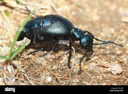 Attēlu rezultāti vaicājumam “Meloe sp.”