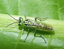 Attēlu rezultāti vaicājumam “Tenthredinidae”