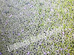 Attēlu rezultāti vaicājumam “Lemnaceae”