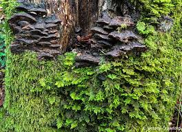 Attēlu rezultāti vaicājumam “moss”