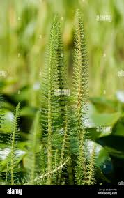 Attēlu rezultāti vaicājumam “Hippuridaceae”