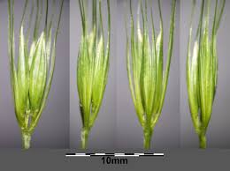 Attēlu rezultāti vaicājumam “Hordelymus europaeus”