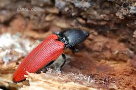 Attēlu rezultāti vaicājumam “Ampedus sanguineus”