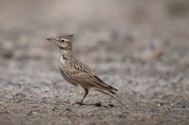 Attēlu rezultāti vaicājumam “Galerida cristata”