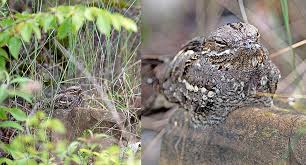Attēlu rezultāti vaicājumam “Caprimulgus europaeus juvenile”