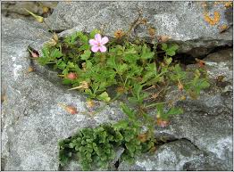 Attēlu rezultāti vaicājumam “Geranium robertianum flower”