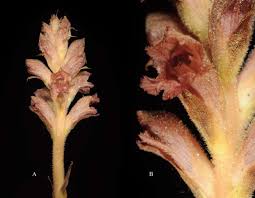 Attēlu rezultāti vaicājumam “Orobanchaceae”