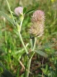 Attēlu rezultāti vaicājumam “Trifolium arvense fruit”