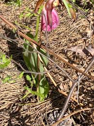 Attēlu rezultāti vaicājumam “Hammarbya paludosa fruit”