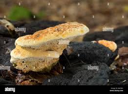 Attēlu rezultāti vaicājumam “Gloeophyllum odoratum”