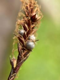 Attēlu rezultāti vaicājumam “Anthracoidea”