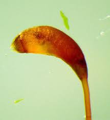 Attēlu rezultāti vaicājumam “Amblystegium serpens macro”