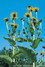 Attēlu rezultāti vaicājumam “Inula helenium”