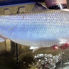 Image result for Alosa sapidissima