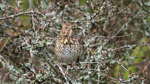 Attēlu rezultāti vaicājumam “Turdus philomelos juvenile”