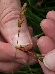 Attēlu rezultāti vaicājumam “Danthonia decumbens bud”