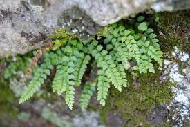 Attēlu rezultāti vaicājumam “Asplenium viride”