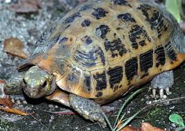 Attēlu rezultāti vaicājumam “Tortula lingulata macro”