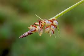 Attēlu rezultāti vaicājumam “Carex pilulifera”