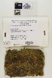 Attēlu rezultāti vaicājumam “Sanionia uncinata”