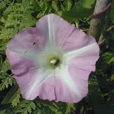 Attēlu rezultāti vaicājumam “Calystegia sepium fruit”