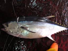Image result for Thunnus obesus