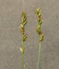 Attēlu rezultāti vaicājumam “Carex spicata”