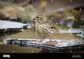 Image result for Serinus serinus