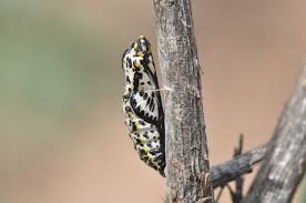 Attēlu rezultāti vaicājumam “Nymphalis xanthomelas pupa”