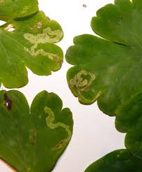 Attēlu rezultāti vaicājumam “Phytomyza minuscula”