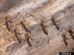 Attēlu rezultāti vaicājumam “Gomphidae”