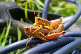 Attēlu rezultāti vaicājumam “Podisma pedestris”