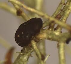 Attēlu rezultāti vaicājumam “Biatoropsis usnearum”