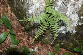 Attēlu rezultāti vaicājumam “Cystopteris fragilis”