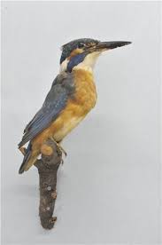 Attēlu rezultāti vaicājumam “Alcedo atthis”