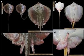 Image result for Hypanus sabinus