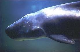 Image result for Kogia breviceps