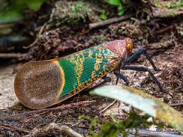 Attēlu rezultāti vaicājumam “Fuligo licentii macro”