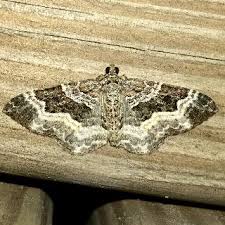 Attēlu rezultāti vaicājumam “Epirrhoe”