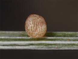 Attēlu rezultāti vaicājumam “Coenonympha tullia underside”