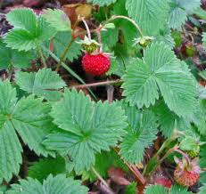 Attēlu rezultāti vaicājumam “Fragaria vesca leaf”