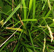 Attēlu rezultāti vaicājumam “Carex sylvatica fruit”