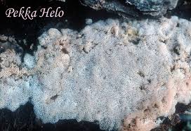 Attēlu rezultāti vaicājumam “Ceriporia viridans”