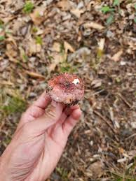 Attēlu rezultāti vaicājumam “Russula vesca”